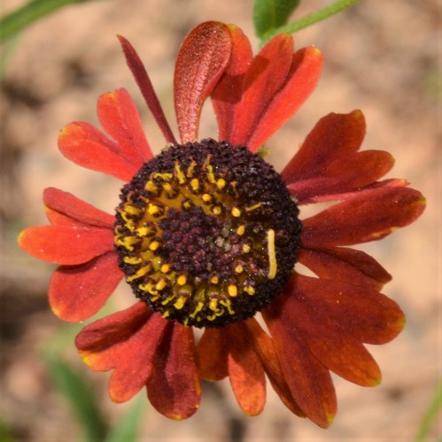 Helenium flexuosum (Southern Sneezeweed) (alternate view 4)
