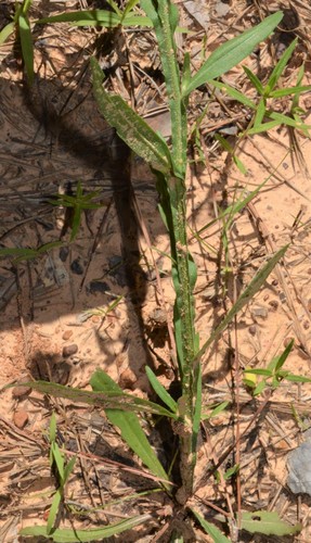 Helenium flexuosum (Southern Sneezeweed) (alternate view 5)