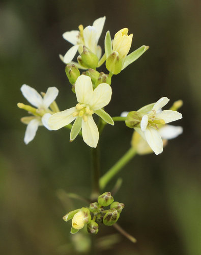Sisymbrium altissimum (Tall Tumblemustard) (alternate view 7)