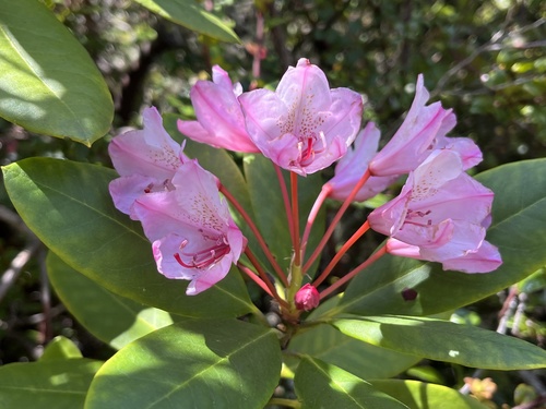 Rhododendron macrophyllum (Pacific Rhododendron) (alternate view 5)