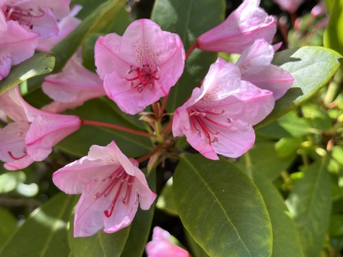 Rhododendron macrophyllum (Pacific Rhododendron) (alternate view 6)