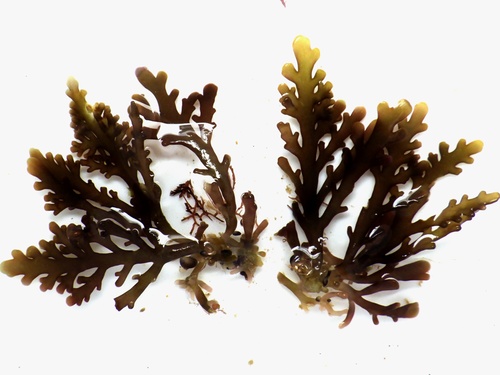 Osmundea pinnatifida (Pepper Dulse)