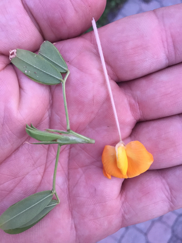 Arachis (peanuts) (alternate view 5)