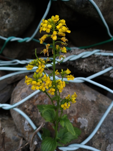 Barbarea orthoceras (American yellowrocket) (alternate view 6)