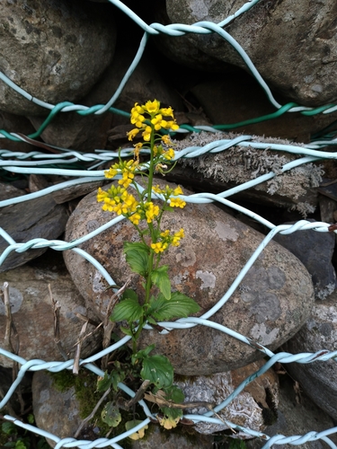 Barbarea orthoceras (American yellowrocket) (alternate view 7)
