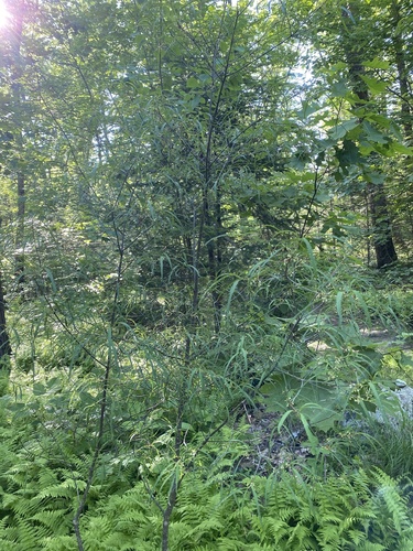 Frangula alnus (alder buckthorn)