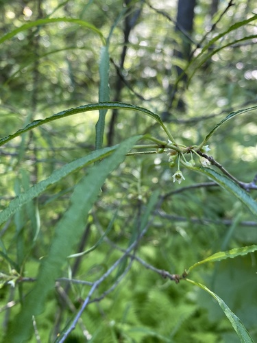 Frangula alnus (alder buckthorn)