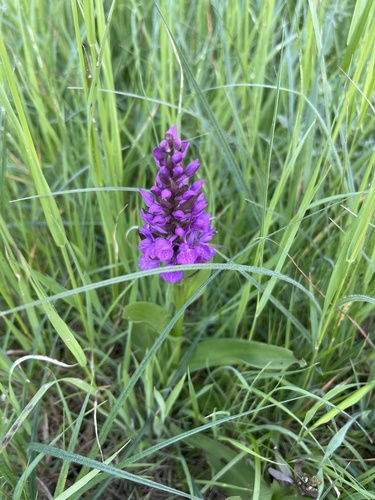 Dactylorhiza purpurella (Northern Marsh-orchid)