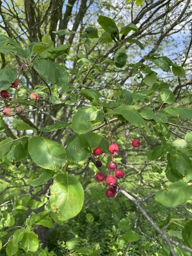 Amelanchier arborea (common serviceberry)