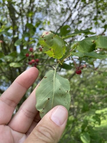 Amelanchier arborea (common serviceberry)