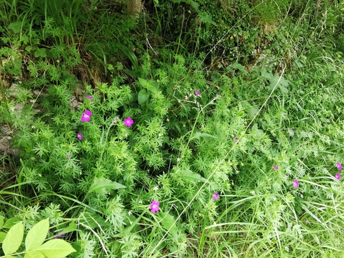 Geranium sanguineum (Bloody Crane's-bill)