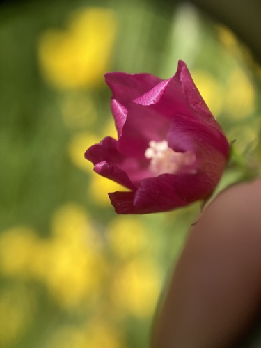 Sidalcea virgata (Virgate Checker-mallow) (alternate view 2)