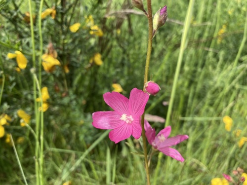 Sidalcea virgata (Virgate Checker-mallow)
