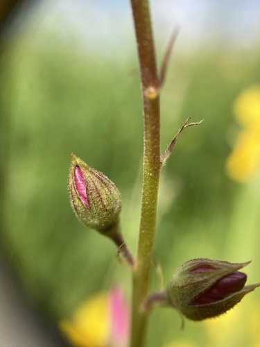 Sidalcea virgata (Virgate Checker-mallow) (alternate view 3)