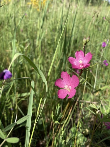 Sidalcea virgata (Virgate Checker-mallow) (alternate view 4)