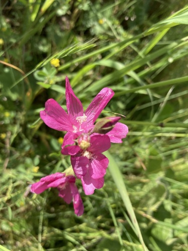 Sidalcea virgata (Virgate Checker-mallow) (alternate view 5)