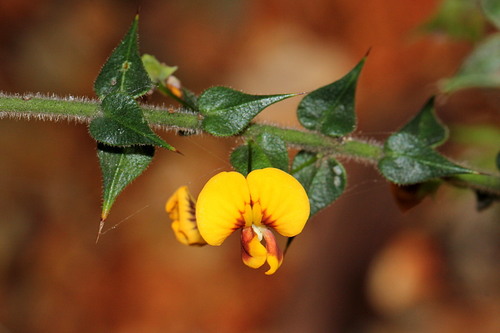 Daviesia villifera (prickly daviesia) (alternate view 4)