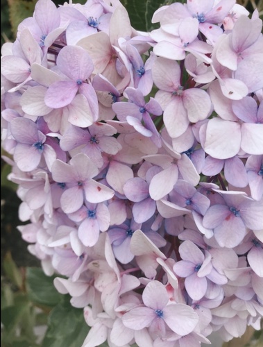Hydrangea macrophylla (bigleaf hydrangea)