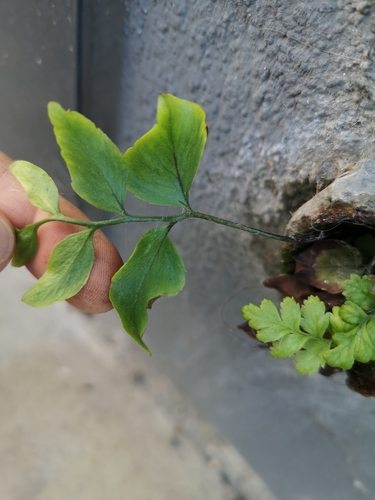 Cyrtomium fortunei (Fortune's Holly Fern)