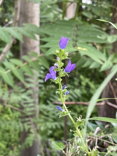 Triodanis perfoliata (clasping Venus's looking glass) (alternate view 9)