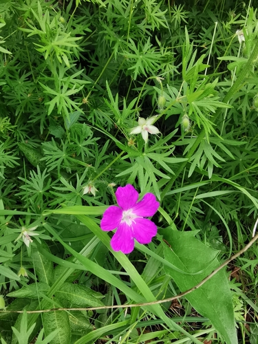 Geranium sanguineum (Bloody Crane's-bill)