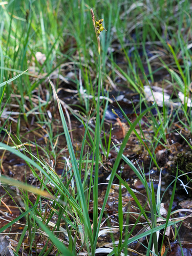 Carex panicea (grass-like sedge)