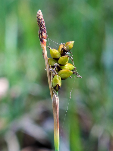 Carex panicea (grass-like sedge)