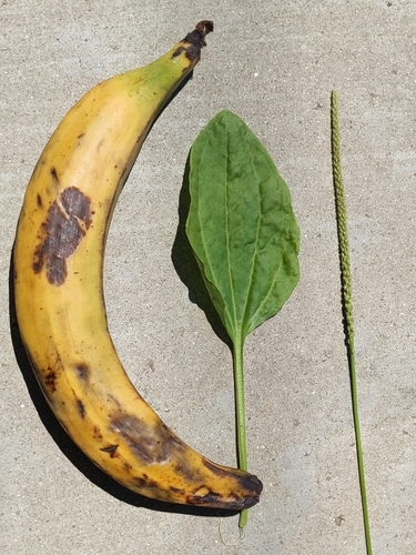 Plantago major (common plantain)