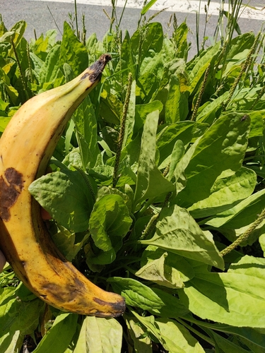 Plantago major (common plantain)