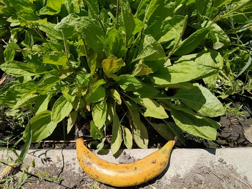 Plantago major (common plantain)