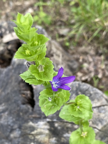 Triodanis perfoliata (clasping Venus's looking glass) (alternate view 7)