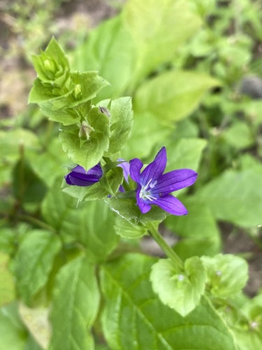 Triodanis perfoliata (clasping Venus's looking glass) (alternate view 8)