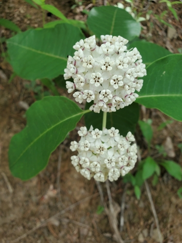 Asclepias variegata (redring milkweed)