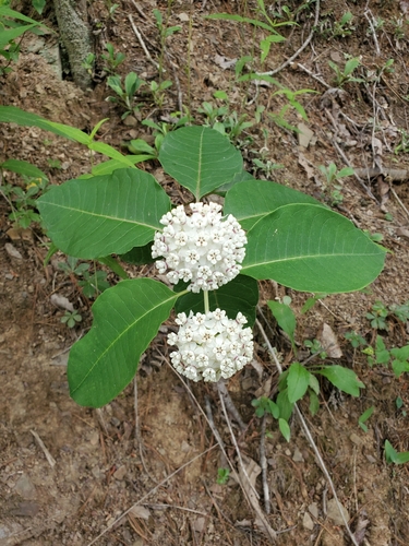 Asclepias variegata (redring milkweed) (alternate view 2)