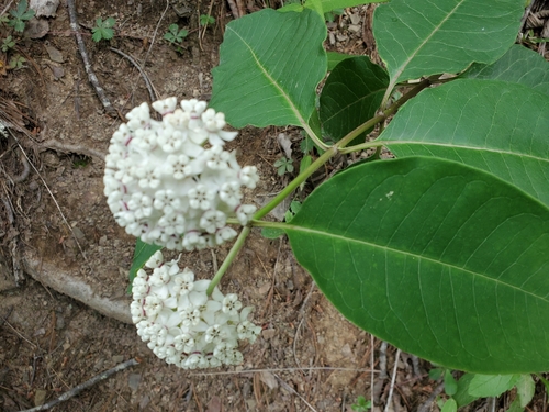 Asclepias variegata (redring milkweed) (alternate view 3)