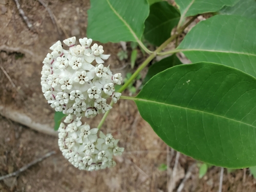 Asclepias variegata (redring milkweed) (alternate view 4)