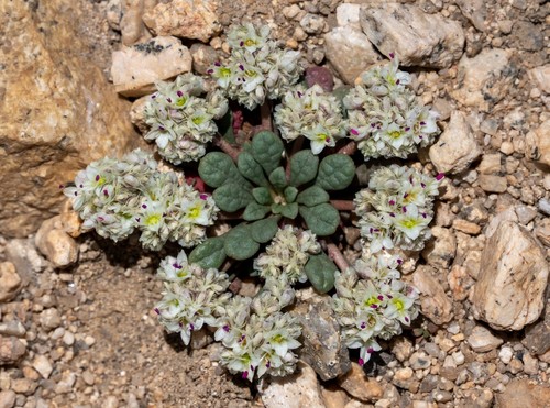 Calyptridium monospermum (One-seeded Pussypaws)