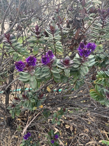 Veronica × franciscana (Hedge Veronica) (alternate view 9)