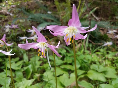 Erythronium (fawn lilies) (alternate view 2)