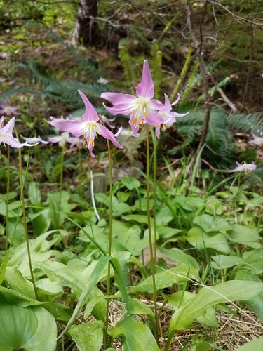 Erythronium (fawn lilies) (alternate view 3)