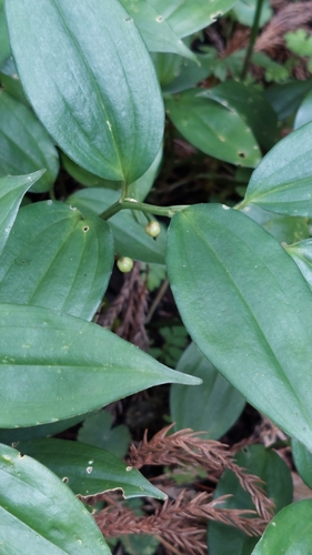 Disporopsis pernyi (Pernyi's Disporopsis) (alternate view 3)