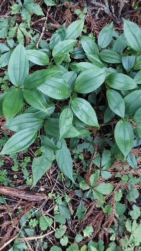 Disporopsis pernyi (Pernyi's Disporopsis) (alternate view 4)