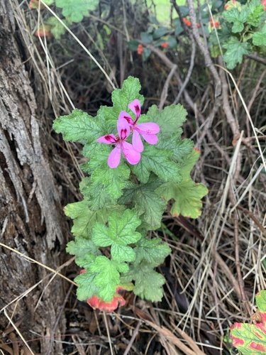 Pelargonium × hybridum (garden geranium) (alternate view 7)