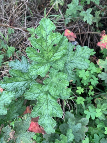 Pelargonium × hybridum (garden geranium) (alternate view 8)