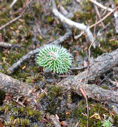 Stylidium (Triggerplants) (alternate view 7)