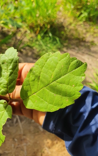 Handroanthus chrysotrichus (Golden Trumpet Tree)