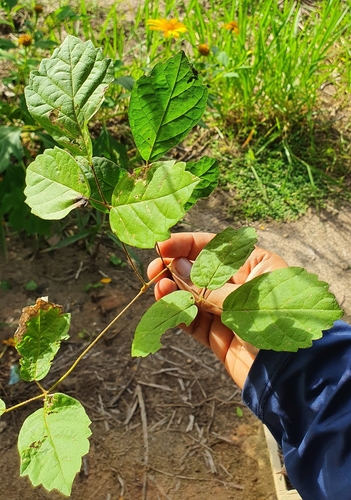 Handroanthus chrysotrichus (Golden Trumpet Tree)
