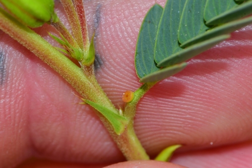Chamaecrista fasciculata (partridge pea)