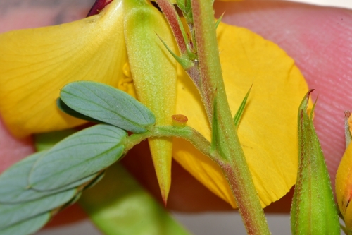 Chamaecrista fasciculata (partridge pea)