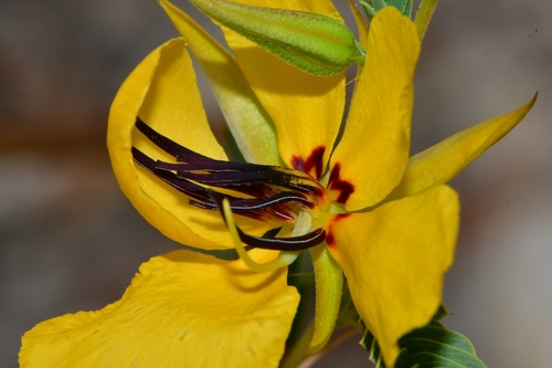Chamaecrista fasciculata (partridge pea)